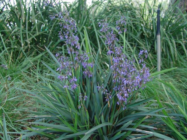 Flax Lily (Dianella brevipedunculata)