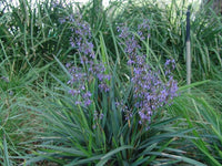Flax Lily (Dianella brevipedunculata)