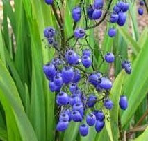 Flax Lily (Dianella caerulea)