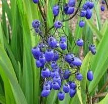 Flax Lily (Dianella caerulea) - Ladybird Nursery