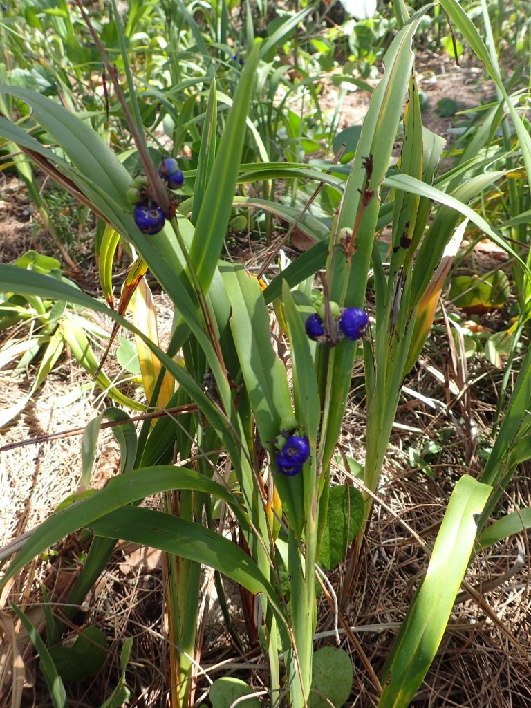 Flax Lily (Dianella congesta) - Ladybird Nursery