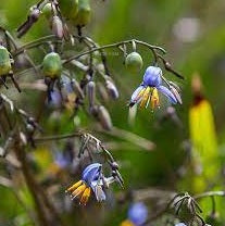 Flax Lily (Dianella Explorer™)