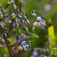 Flax Lily (Dianella Explorer™)