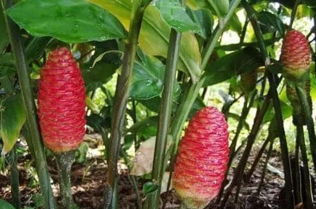 Flax Lily (Dianella Silverado)