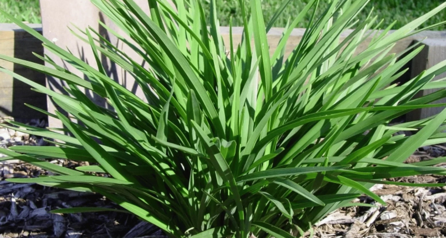 Flax Lily (Dianella Streetscape™)