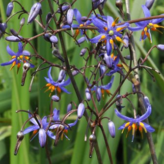 Flax Lily Goddess (Dianella caerulea) - Ladybird Nursery