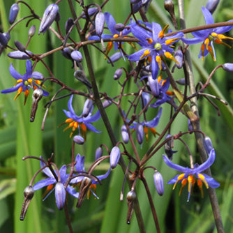 Flax Lily Goddess (Dianella caerulea)