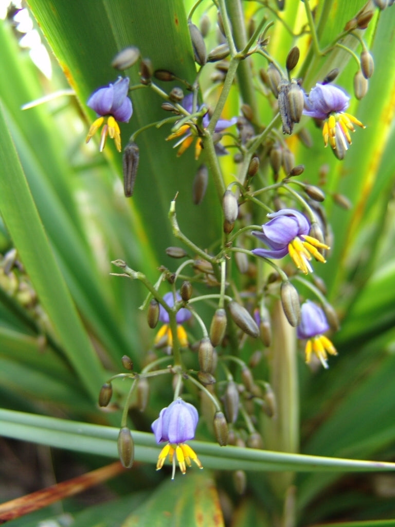 Flax Lily Petite Marie (Dianella revoluta)