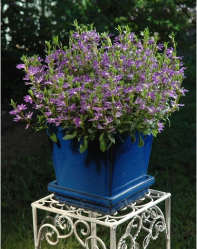 Fan Flower Aussie Salute Blue (Scaevola aemula)