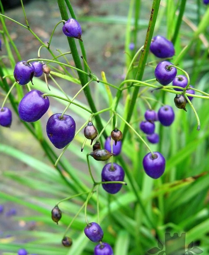 Flax Lily Ripple (Dianella Blue)