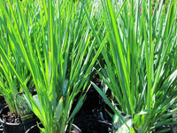 Flax Lily Seaspray (Dianella revoluta) - Ladybird Nursery