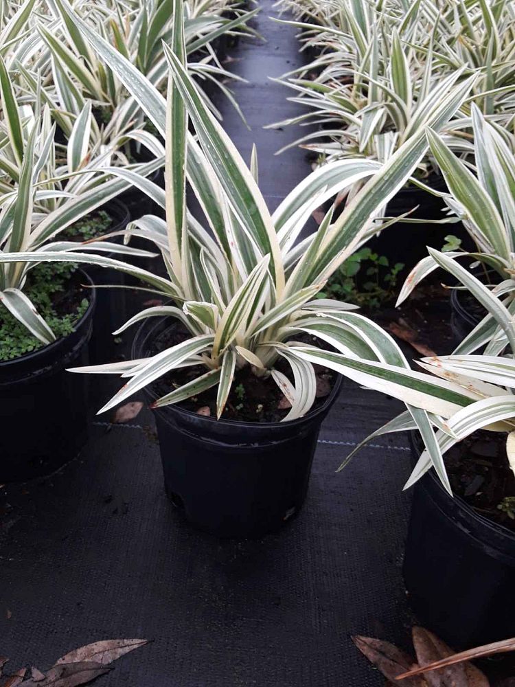 Flax Lily STREAK™ Tissue Culture (Dianella SILVER)