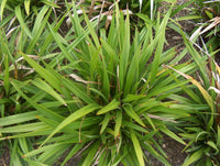 Flax Lily TASRED ® (Dianella tasmanica) - Ladybird Nursery