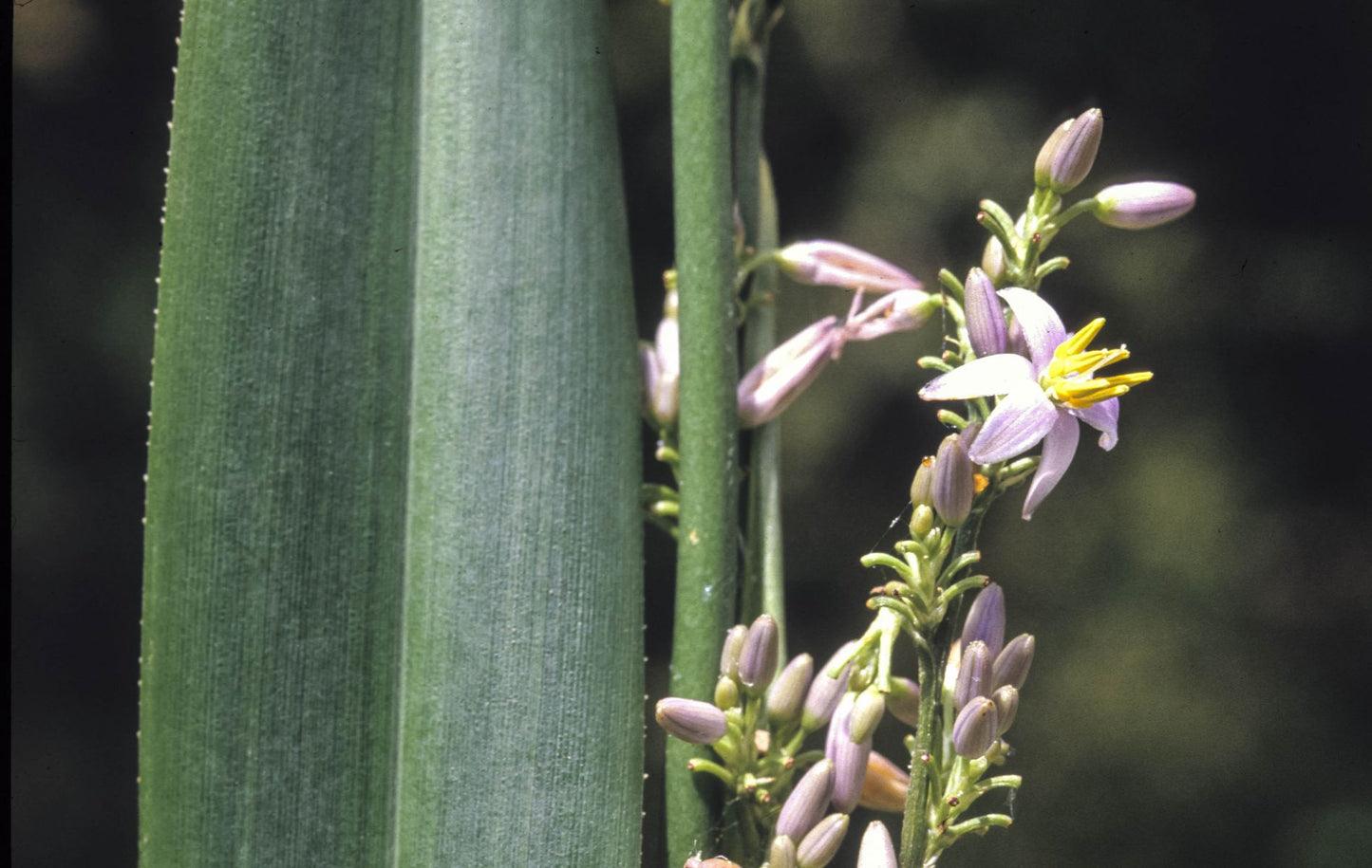 Flax Lily UTOPIA ® (Dianella prunina)