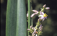 Flax Lily UTOPIA ® (Dianella prunina) - Ladybird Nursery