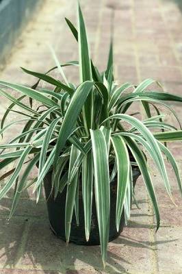 Flax Lily Variegated Form (Dianella spp.)