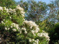 Flax-leaved Paperbark Claret Tops (Melaleuca linariifolia)
