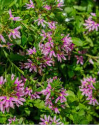 Fan Flower Aussie Salute Pink (Scaevola aemula)