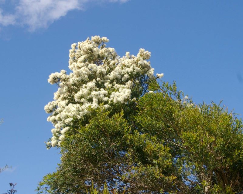 Flax-leaved Paperbark Snowfire (Melaleuca linariifolia)