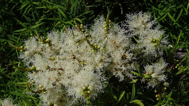 Flax-leaved Paperbark Snowstorm (Melaleuca linariifolia)