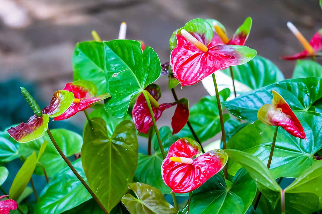 Flowering Anthuriums - Ladybird Nursery