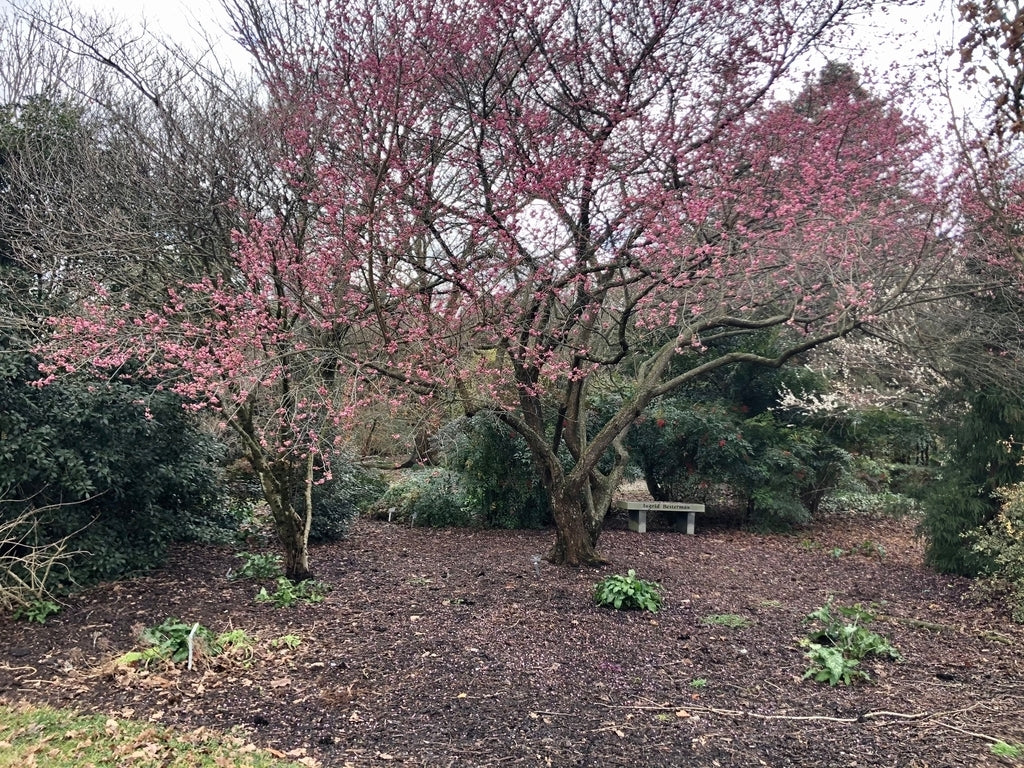 Flowering Apricot Bush Form Pink (Prunus mume)