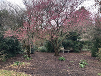 Flowering Apricot Bush Form Pink (Prunus mume)