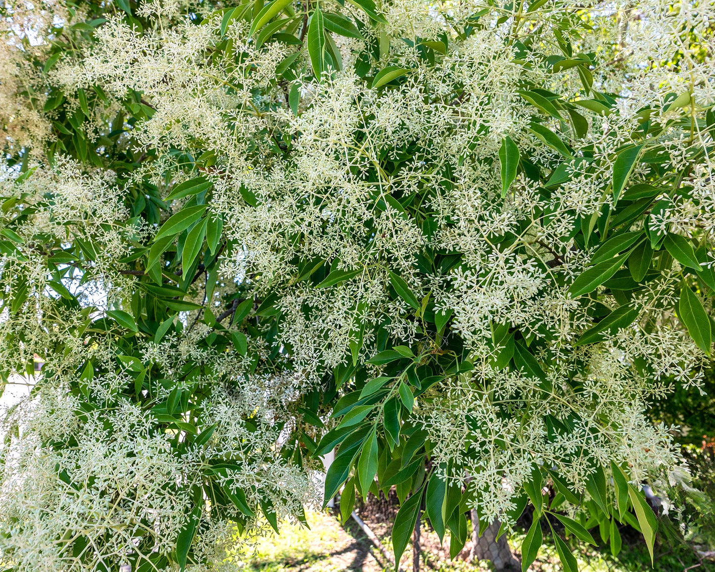 Flowering Ash (Fraxinus griffithii)