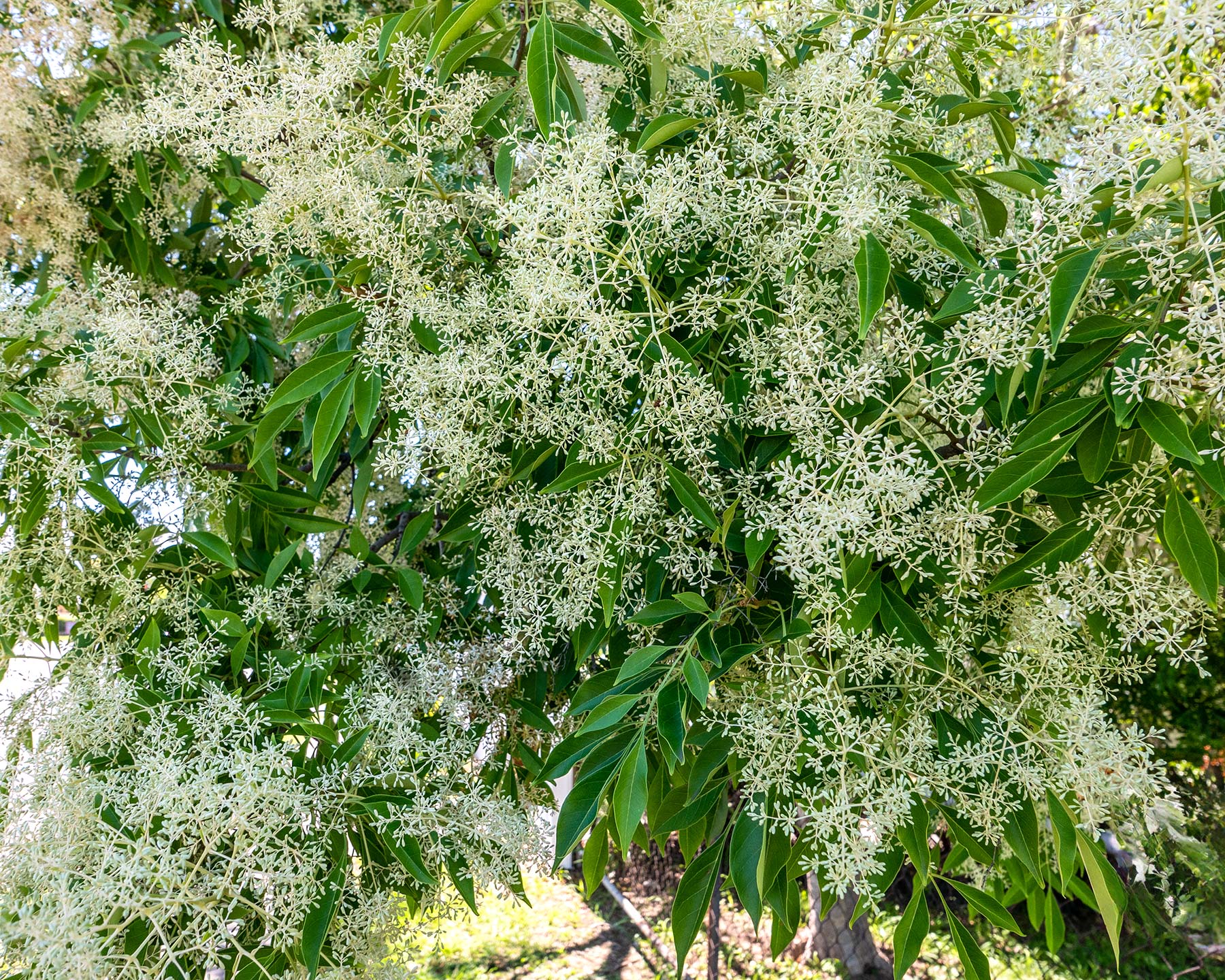 Flowering Ash (Fraxinus griffithii) - Ladybird Nursery