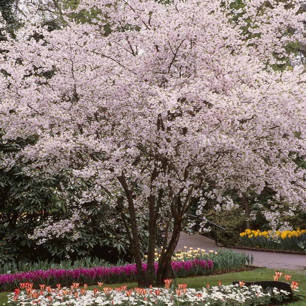Flowering Cherry Autumnalis (Prunus subhirtella)