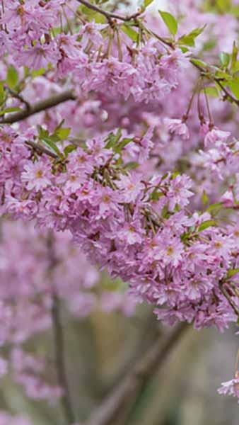 Flowering Cherry Fukubana (Prunus subhirtella) - Ladybird Nursery