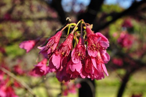 Flowering Cherry J H Veitch (Prunus cerasus) - Ladybird Nursery