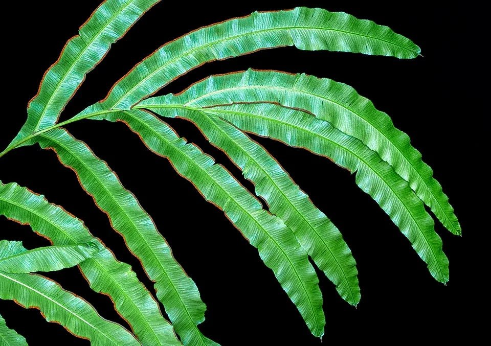 Pteris cretica Mixture - Ladybird Nursery