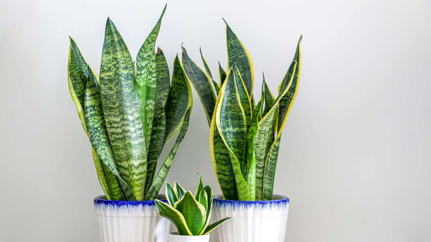 Snake Plant Paddle Leaf (Sansevieria spp.)