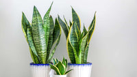 Snake Plant Paddle Leaf (Sansevieria spp.)
