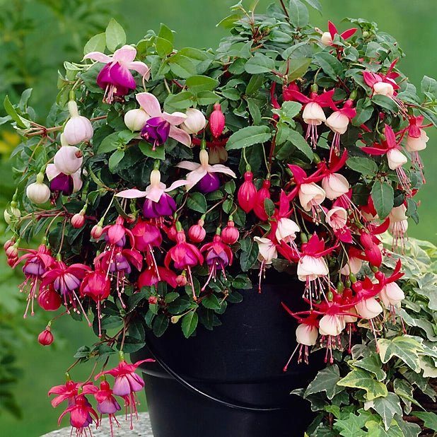 Assorted (Fuchsia) - Ladybird Nursery