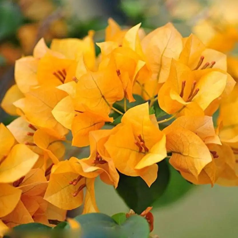 Bougainvillea California Gold (Bougainvillea glabra) - Ladybird Nursery