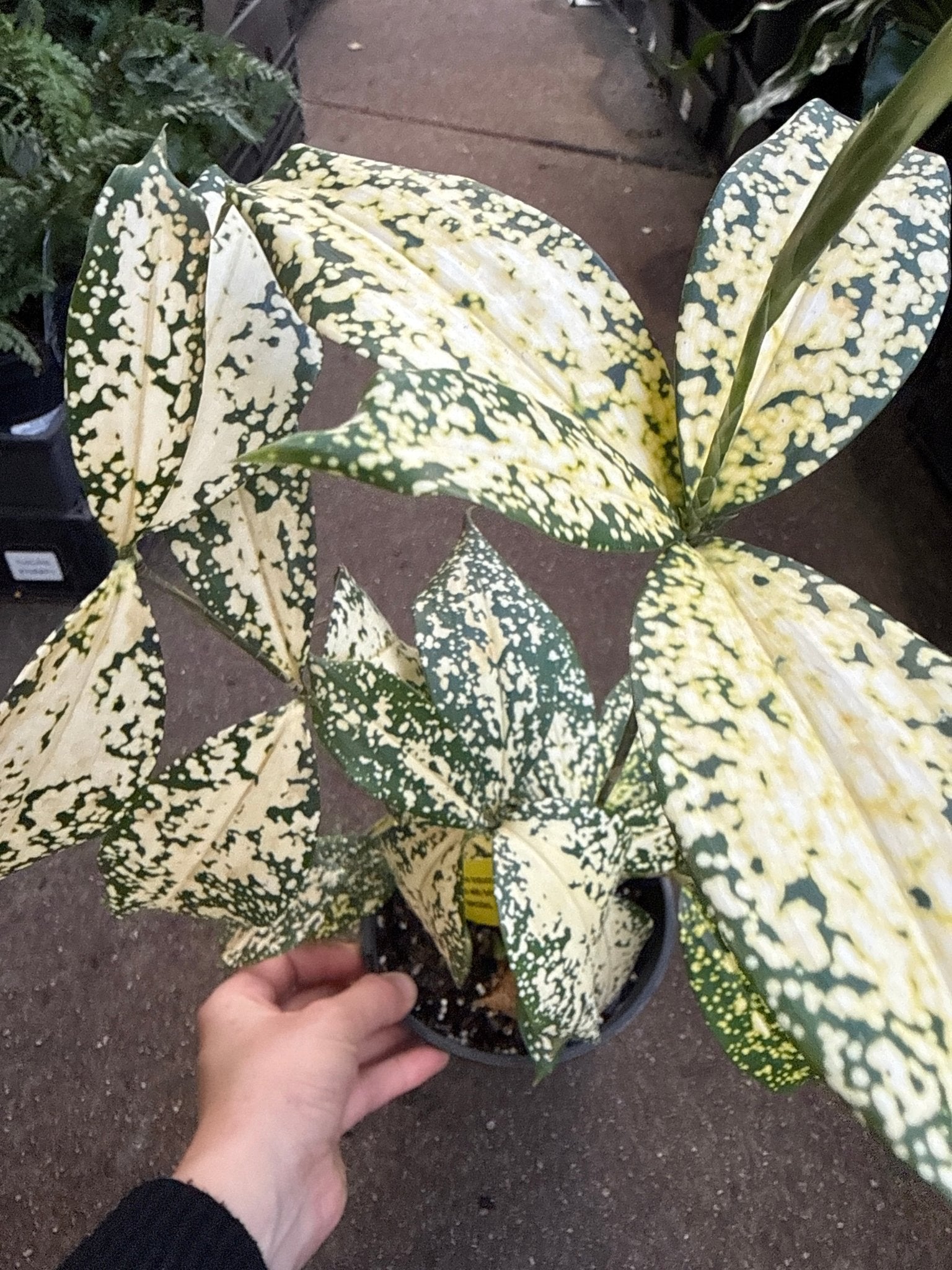 Dracaena 'Gold Dust' (Dracaena surculosa) - Ladybird Nursery