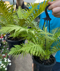 Fern ‘Silver Lady’ (Blechnum gibbum) in Hanging Basket