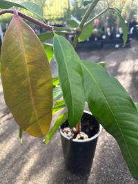 Yellow Mangosteen (Garcinia tinctori) - Ladybird Nursery