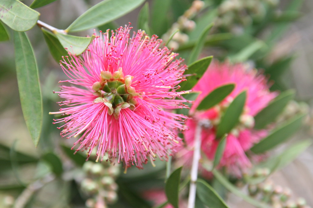 Bottlebrush All Aglow(Callistemon)
