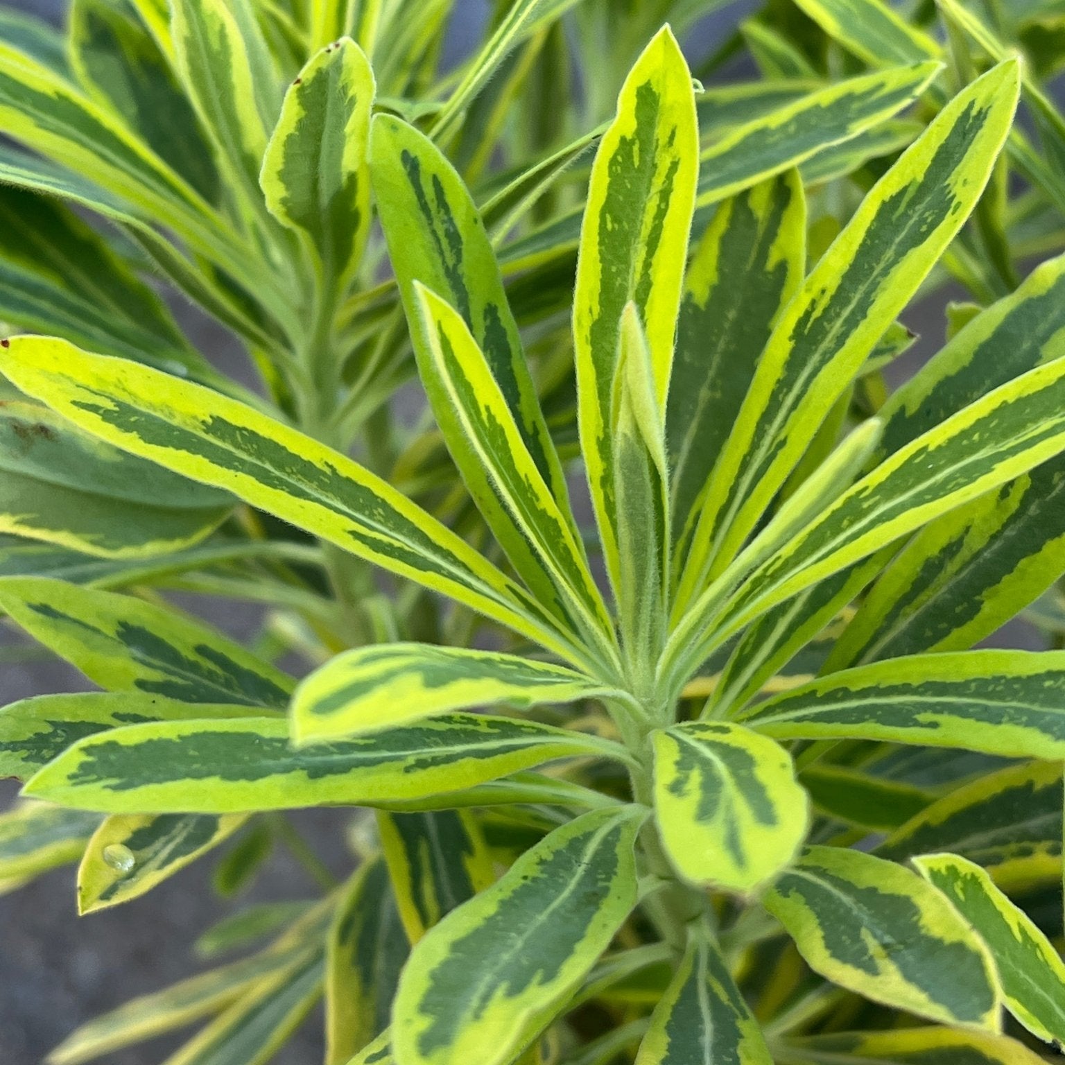 Rainbow Spurge 'Ascot Rainbow' (Euphorbia x Martinii) - Ladybird Nursery