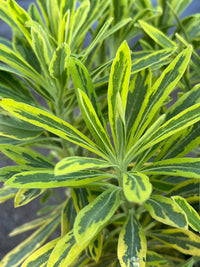 Rainbow Spurge 'Ascot Rainbow' (Euphorbia x Martinii) - Ladybird Nursery