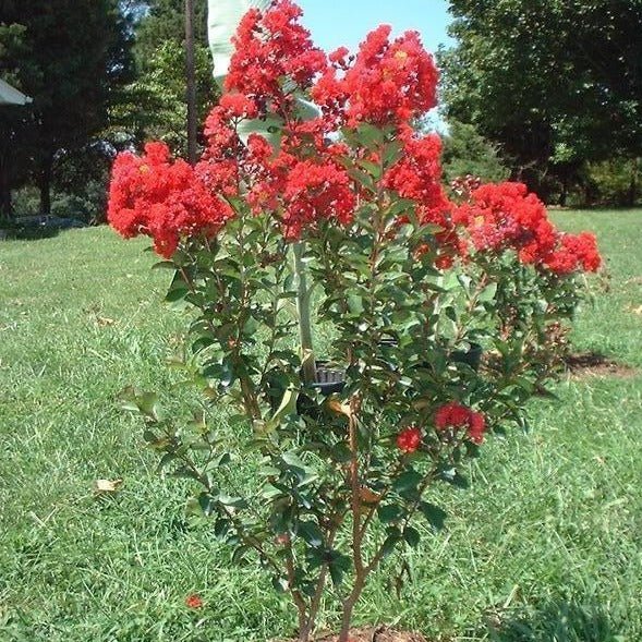 Crepe Myrtle Dwarf Red (Lagerstroemia indica) - Ladybird Nursery