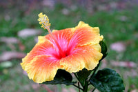 Hibiscus Flamenco™ Apollo