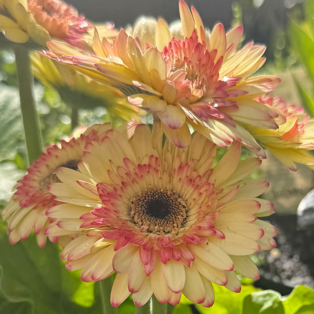 Gerbera 'Tequila Sunrise'