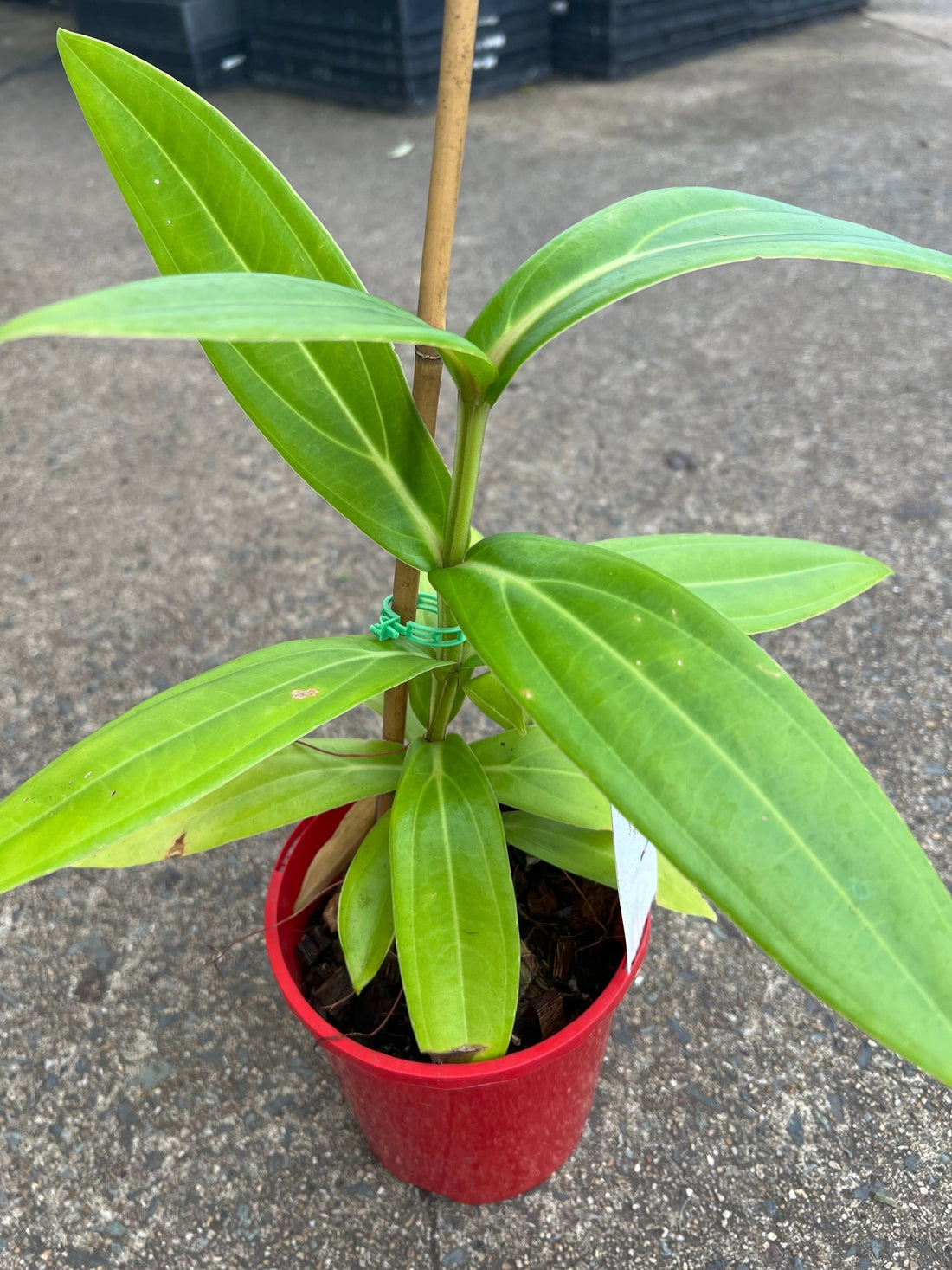 Medinilla ‘Miniata’ (Medinilla)