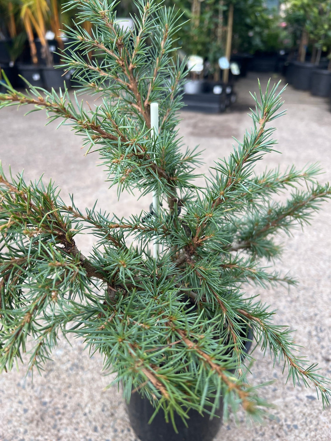 Mountain Beauty (Cedrus deodara) - Large - Ladybird Nursery