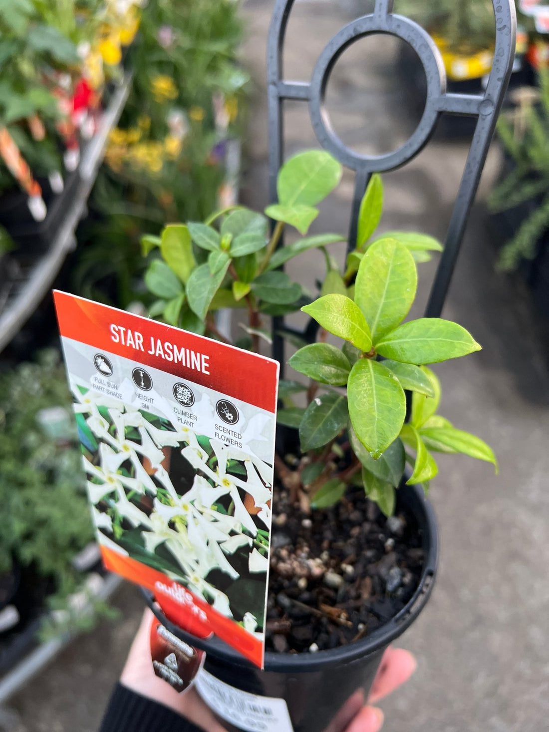 Star Jasmine Tripods (Trachelospermum jasminoides) - Ladybird Nursery