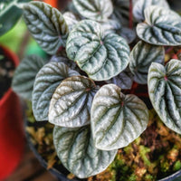 Peperomia Sunrise (Peperomia) - Ladybird Nursery